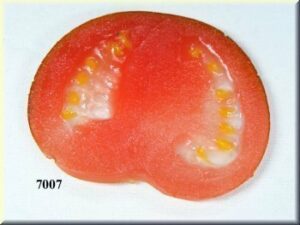 Pomidoro griežinėlis