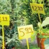 Cartes de prix à épingler pour fleurs et plantes