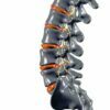 A healthy spine