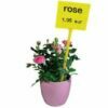Įsmeigiamos kainų kortelės gėlėms ir augalams